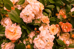 Les roses de Percemousse à Tourouvre au Perche